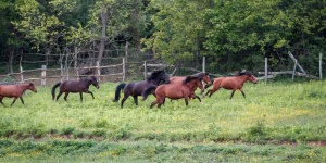Zsábi Lovasudvar Kisnyárád