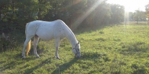 Angyalszív Lovasudvar Vámoscsalád