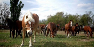 Vincze Lovarda Bócsa