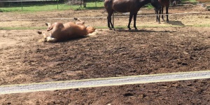 Porta Lovasudvar Nagykutas