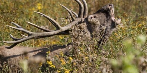 Zselicvad Vadfeldolgozó