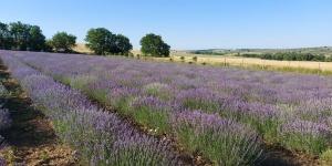 Martonfai Levendulás Kert