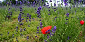 Romonyai Levendulás Kert