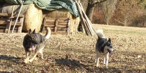 Cserta Kutyapanzió és Kutyanapközi Gombosszeg