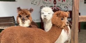 Napfény Alpaka Farm - Vidéki vendégház Pap